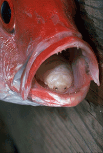 A parasite masquerading as a fish tongue
