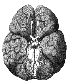 Wren brain